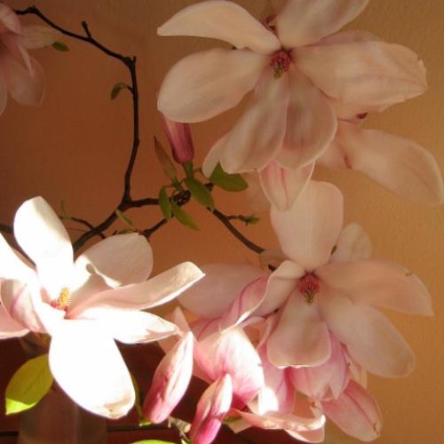 Magnolia