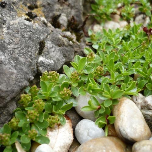 Salix x simulatrix