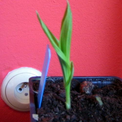 cypripedium od ...