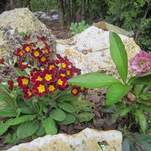primula