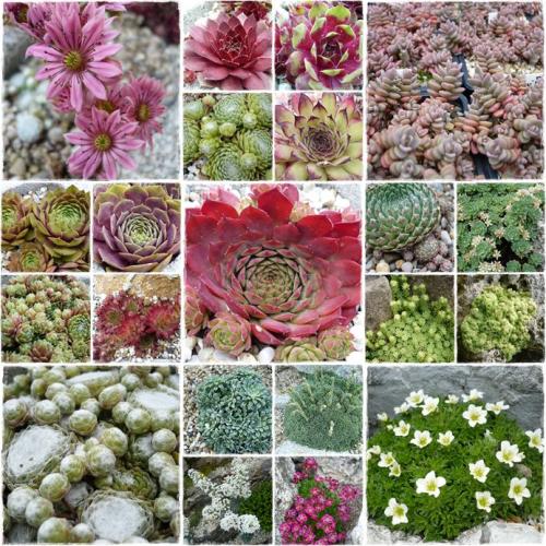 SEDUM, SEMPERVIVUM a SAXIFRAGY ponúkam