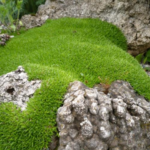 Minuartia stellata ´Minima´