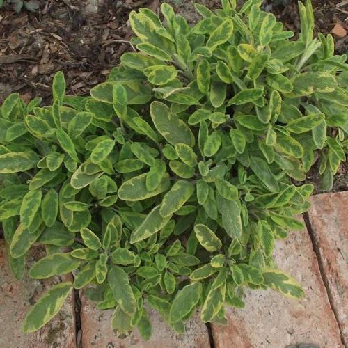 salvia po roku 