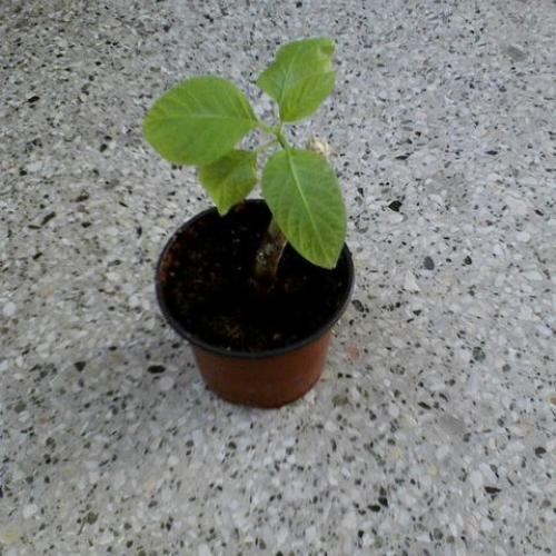 datura od mailin