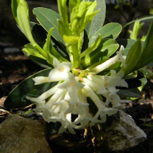 Daphne blagayana
