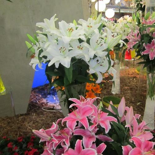 flora