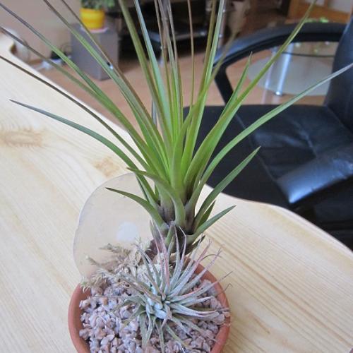 tillandsia