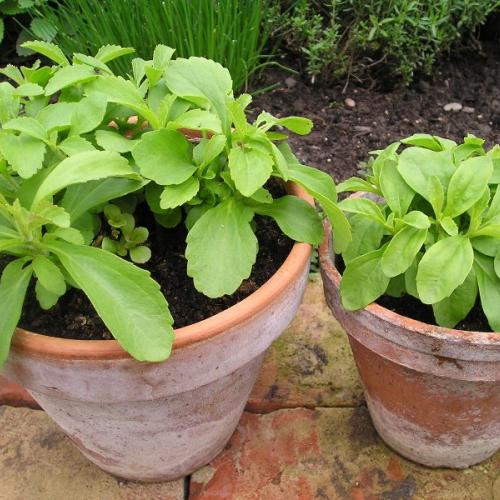 stevia