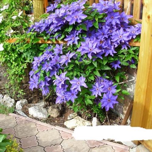 clematis