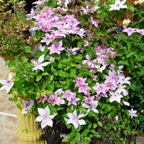 clematis