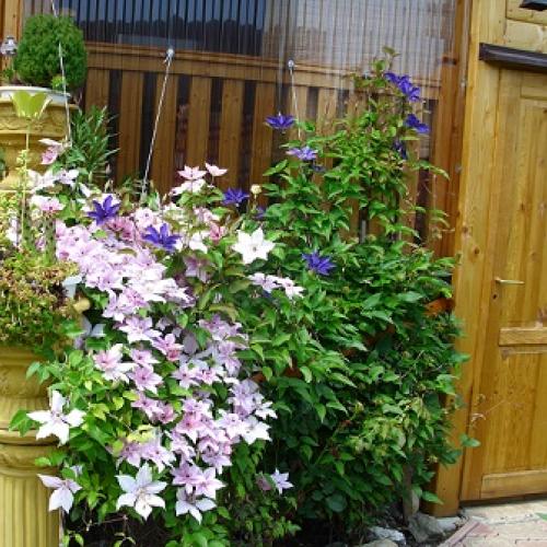 clematis