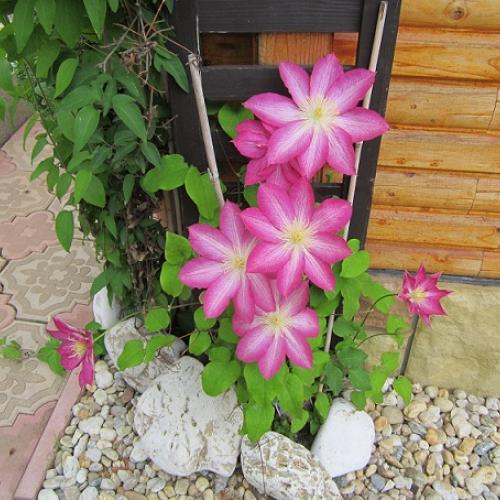 clematis