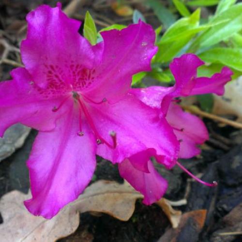 Azalea japonica "Blau Donau"