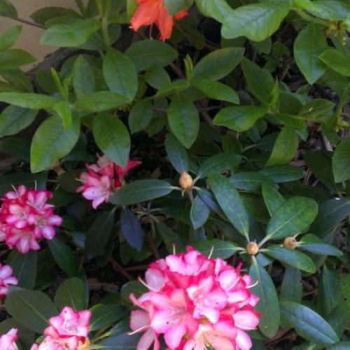 Rododendrón s azalkou