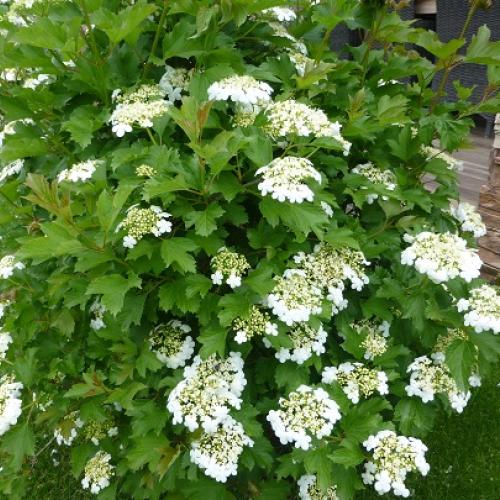 Kalina - viburnum opulus compactum