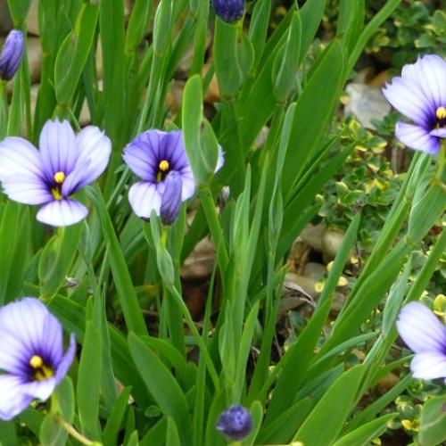 sisyrinchium angustifolium