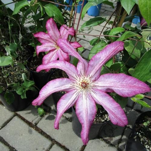 clematis do zbierky