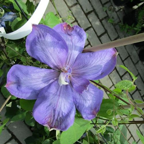 clematis do zbierky