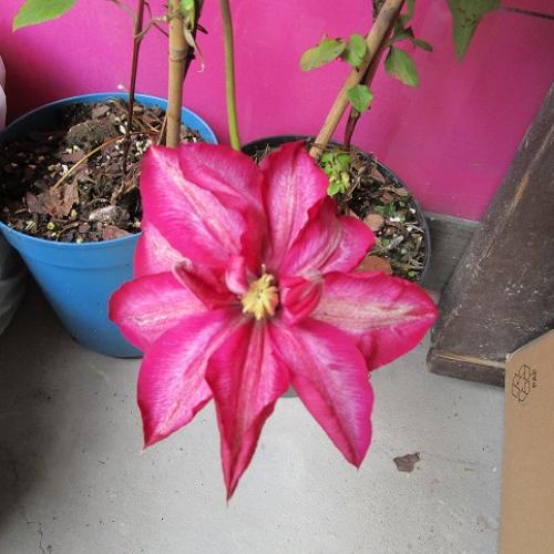 clematis do zbierky