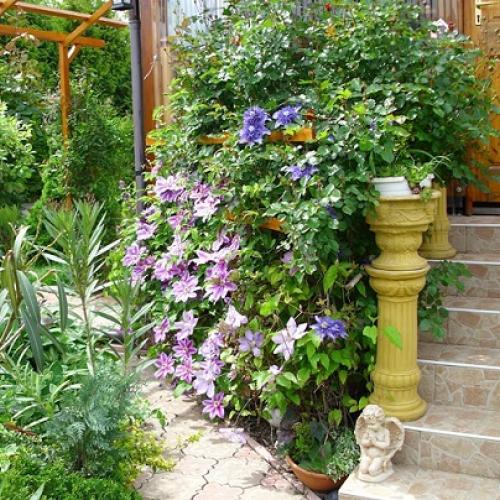 clematis