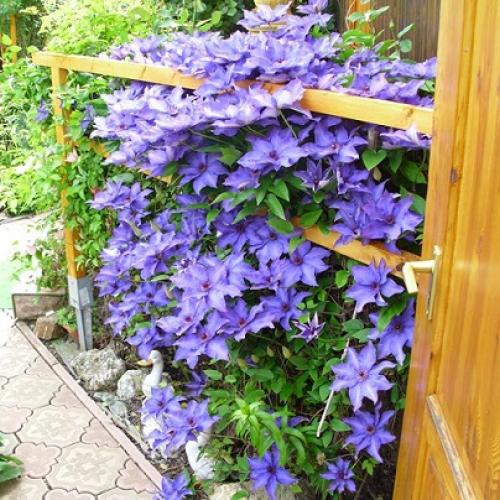clematis