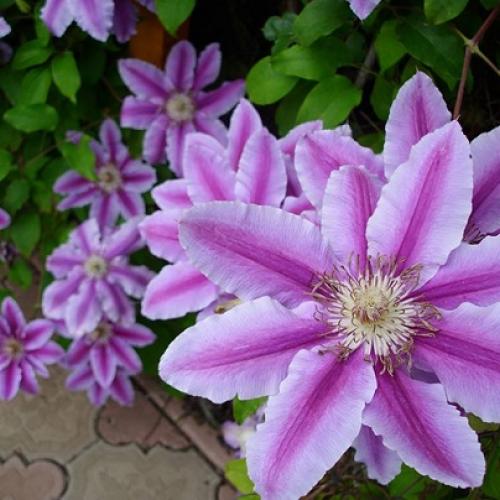 clematis