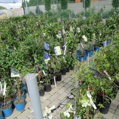 clematis