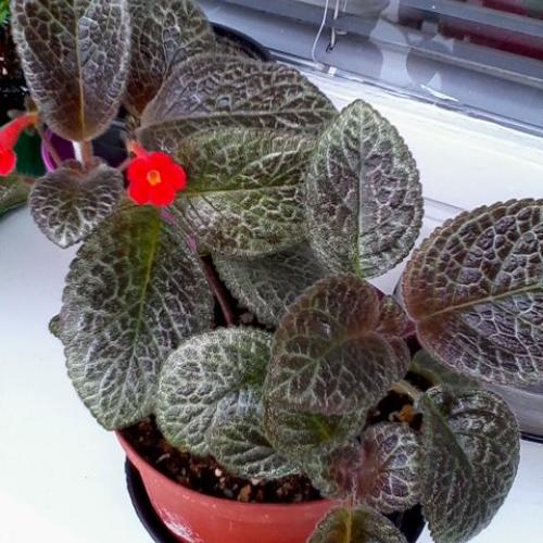episcia od Neko