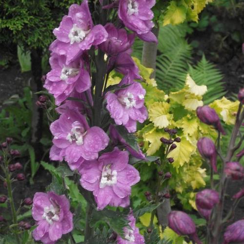 delphinium ....