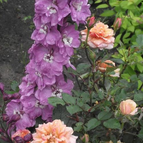 delphinium ....