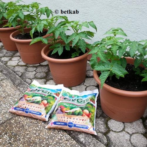 Paradajky v kvetináčoch s ovčím hnojivom