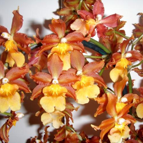 Orchidka detail kvetu
