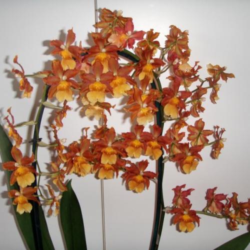 Orchidka - detail kvetu 1 