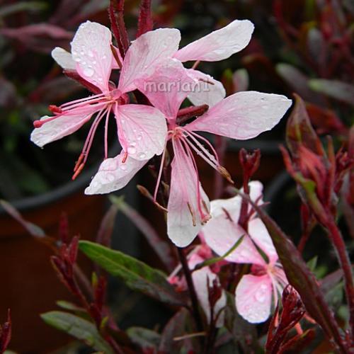 Gaura lindheimeri 'Sunset Dream'