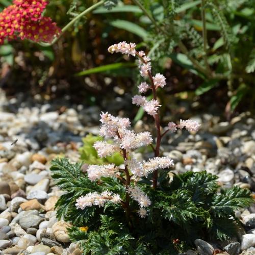 Astilbe crispa