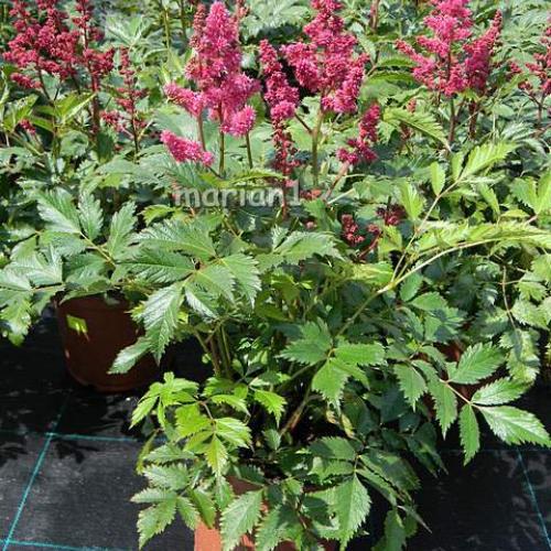 Astilbe
