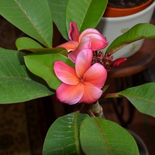 Plumeria Gina