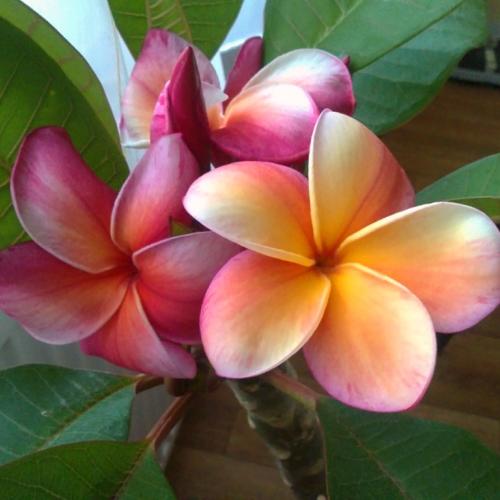 Plumeria Gina