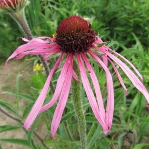 Echinacea pallida