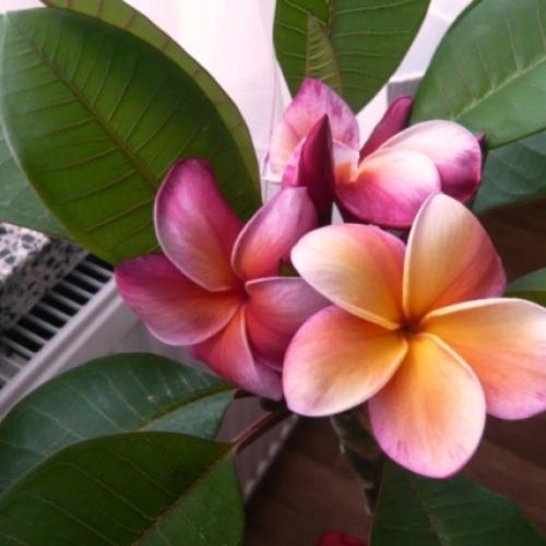 Plumeria Gina