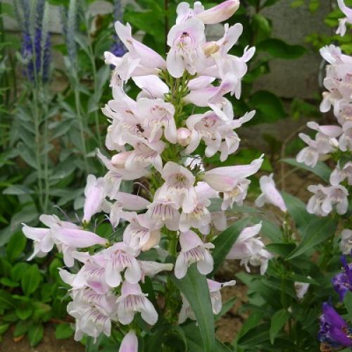 Penstemon