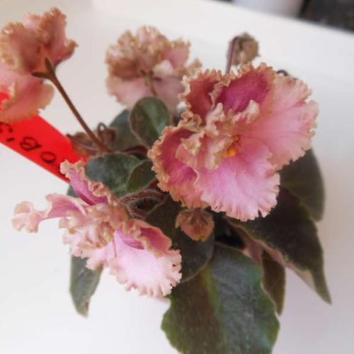 ROB´S ANTIQUE ROSE