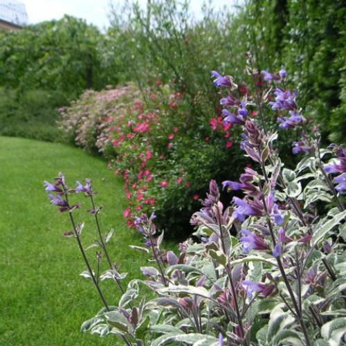 tento rok kvitne aj salvia officinalis tricolor