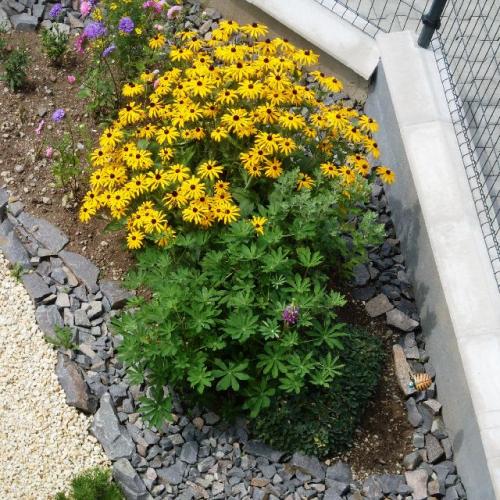 Rudbekia vlani