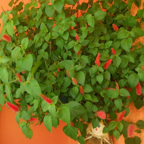 acalypha
