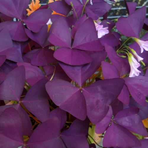 oxalis
