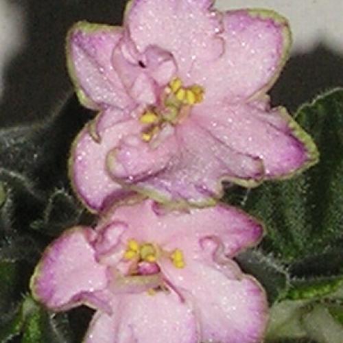 fialka