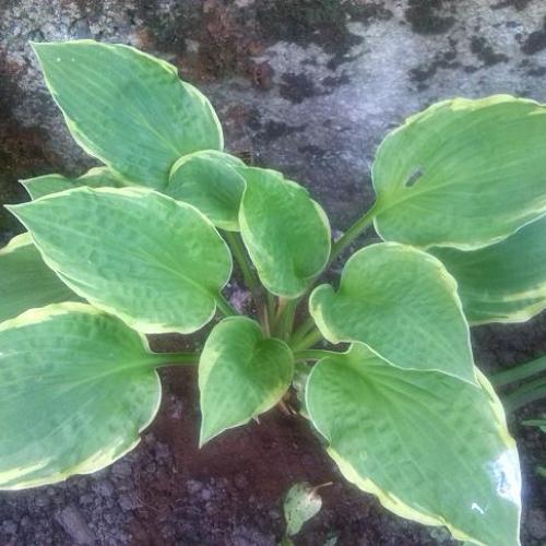 Hosta Aureomarginata 