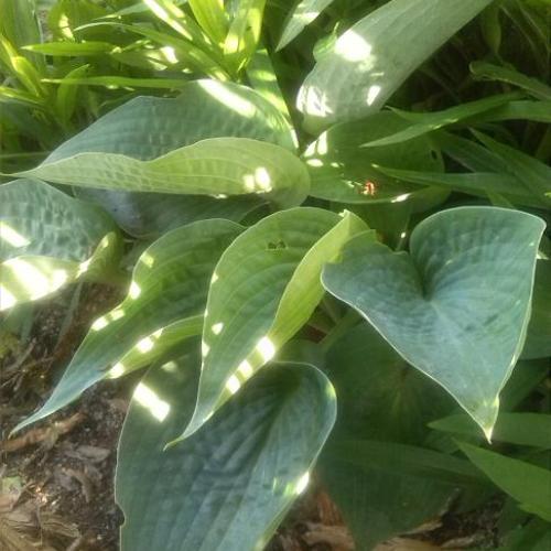 Hosta Abiqua Drinking Gourd 