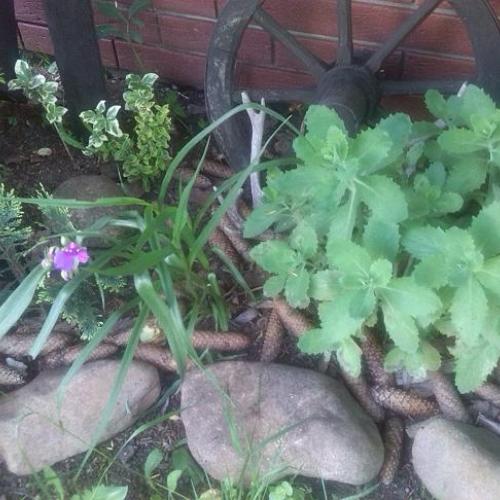 První kvítek - Poděnka | Tradescantia